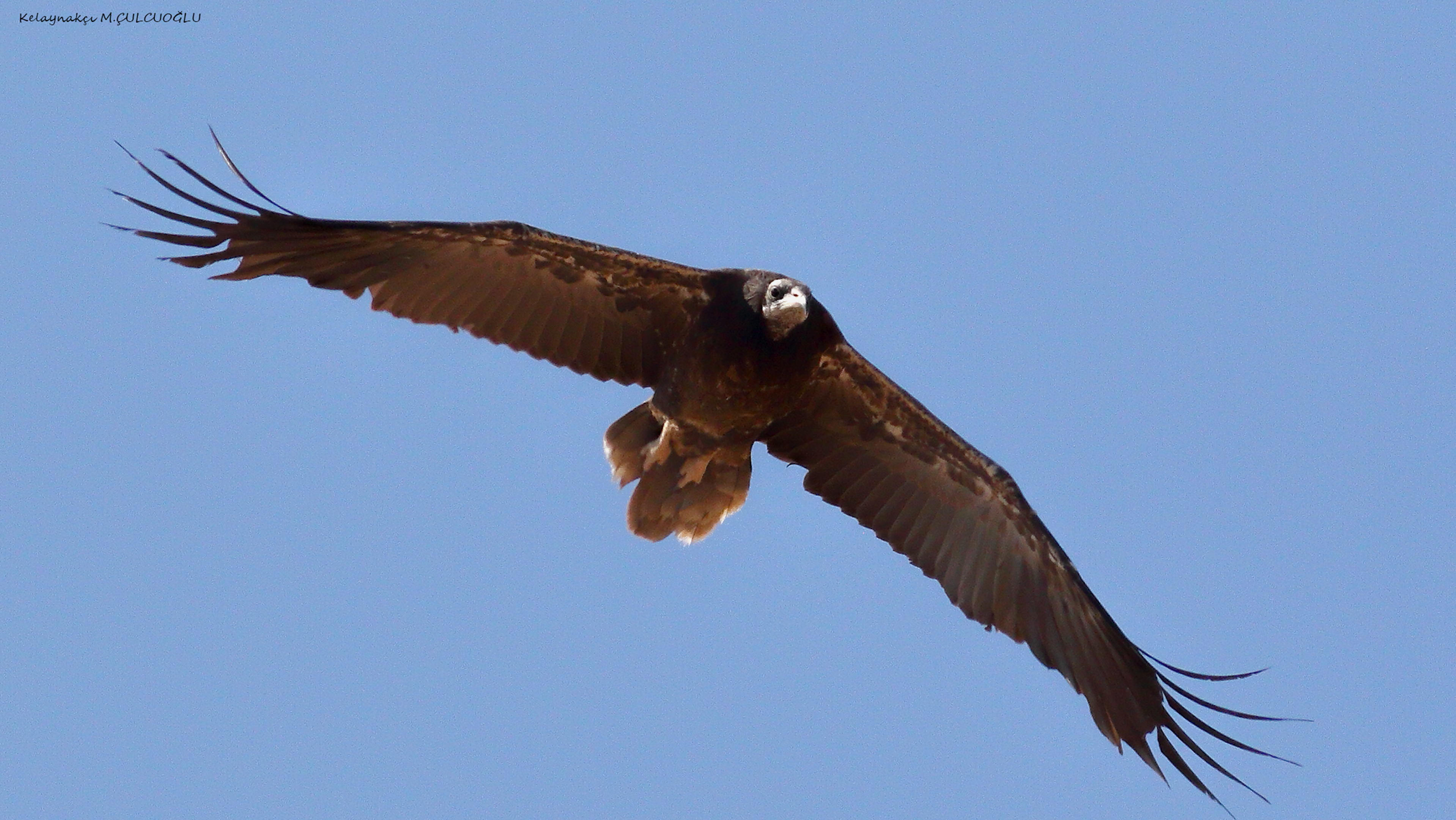 Egyptian Vulture